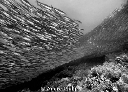 dynamic pure - baitball of sardines on the panorama reef ... by Andre Philip 